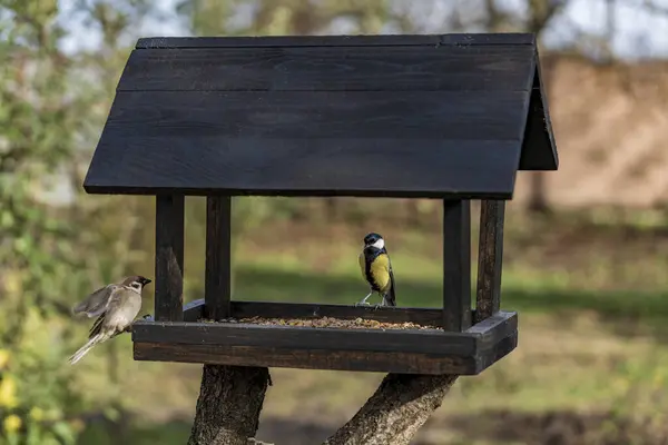 Wooden Bird Feeder Form House Autumn Garden Close Behavior Birds — Fotografia de Stock