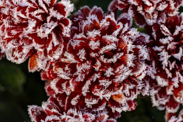 霜に覆われた赤い菊のクローズアップ 繊細な花びらは輝くクリスタルで飾られ 見事で倫理的なイメージを作り出しています — ストック写真
