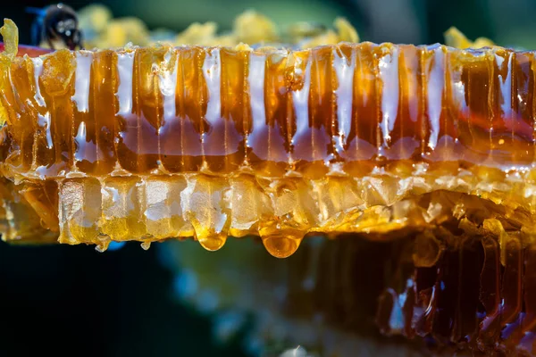 Honig Tropft Aus Der Honigwabe Auf Den Hintergrund Der Natur — Stockfoto