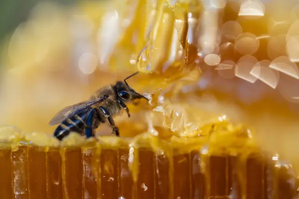 Pracující Včely Plástech Zblízka Kolonie Včel Včelíně Včelařství Venkově Makro — Stock fotografie