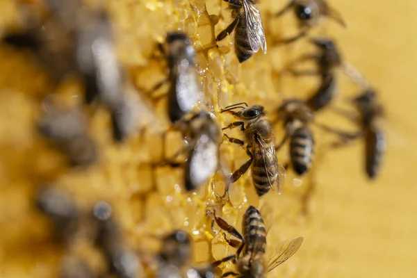 Pracující Včely Plástech Zblízka Kolonie Včel Včelíně Včelařství Venkově Makro — Stock fotografie