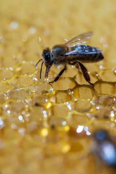 蜂窝上的工蜂 靠近点 蜜蜂在蚜虫中的群居 在农村养蜂 巨无霸在蜂窝里的蜂窝里被射精 蜂蜡细胞里有蜂蜜和花粉 蜂蜜在梳子里 — 图库照片