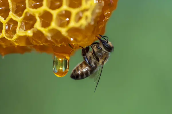 ハニーコムで働くミツバチを閉じる アフリカのミツバチのコロニー 田舎で養蜂する ハニカムでハイブで撮影したマクロは 蜂蜜と花粉でワックス細胞 ハニー コーム — ストック写真