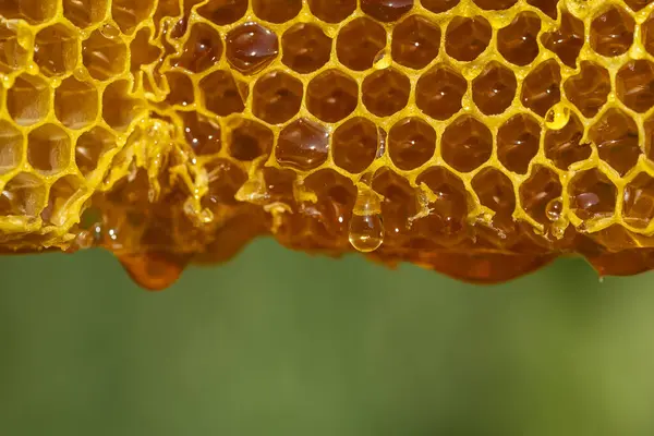 蜂蜜从蜂蜜梳滴落在大自然的背景上 靠近点 蜂窝上甜甜的蜂蜜滴 健康食品概念 蜂蜜在梳子里 — 图库照片