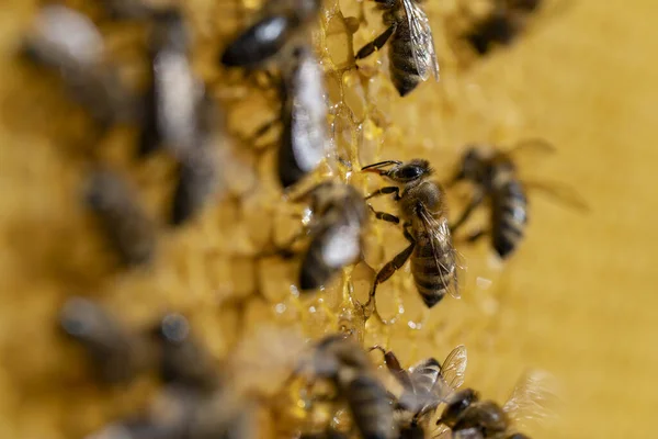 Arbeitsbienen Waben Aus Nächster Nähe Bienenvölker Bienenhaus Imkerei Auf Dem — Stockfoto
