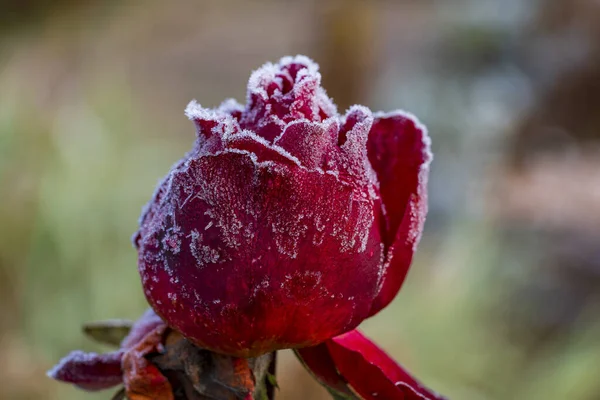 最初の霜で赤いバラの花を閉じます 最初の朝の霜の後に霜で覆われたローズ ウクライナ — ストック写真