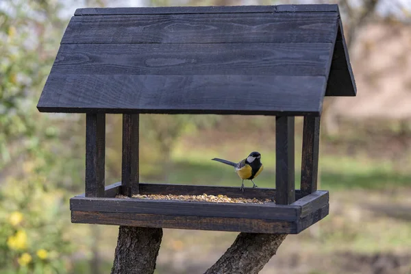Wooden Bird Feeder Form House Autumn Garden Close Behavior Birds —  Fotos de Stock