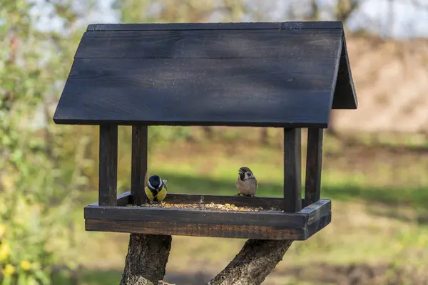Wooden Bird Feeder Form House Autumn Garden Close Behavior Birds — Stok fotoğraf