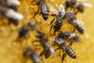 Working bees on honeycomb, close up. Colony of bees in apiary. Beekeeping in countryside. Macro shot with in a hive in a honeycomb, wax cells with honey and pollen. Honey in combs clipart