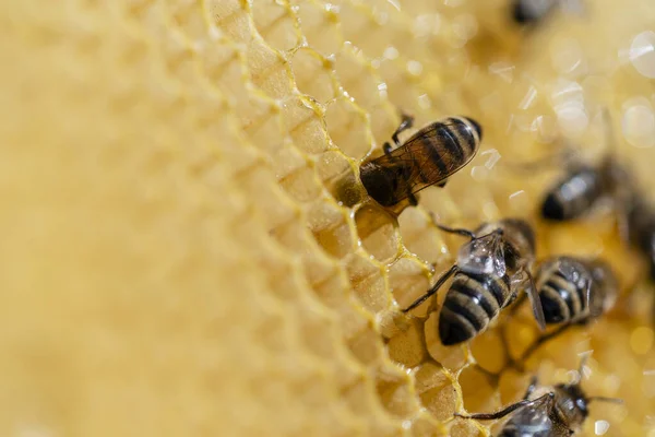 Рабочие Пчелы Сотах Закрывайте Колония Пчел Пасеке Пчеловодство Деревне Макро — стоковое фото