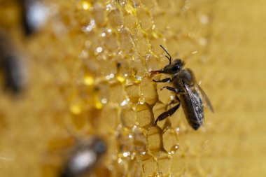 Bal peteği üzerinde çalışan arılar, yaklaşın. Arıların kolonisi. Kırsalda arıcılık. Macro bal peteğinde bir kovanla, bal ve polenle balmumu hücreleriyle çekim yapıyor. Taraklarda bal