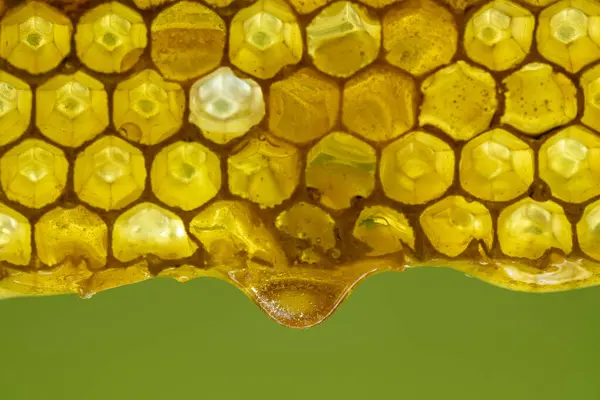 Honey dripping from honey comb on nature background, close up. Sweet drop of honey on the honeycomb. Healthy food concept. Honey in combs
