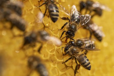 Bal peteği üzerinde çalışan arılar, yaklaşın. Arıların kolonisi. Kırsalda arıcılık. Macro bal peteğinde bir kovanla, bal ve polenle balmumu hücreleriyle çekim yapıyor. Taraklarda bal