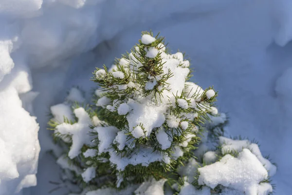 Small Green Christmas Tree Covered White Snow Winter Close — Stock Photo, Image