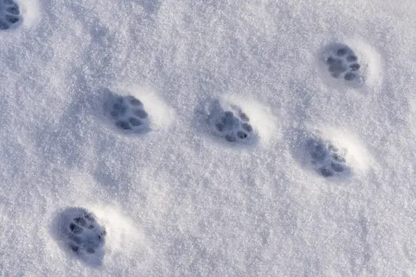 Cat footprints in the white snow in the winter, close up, top view