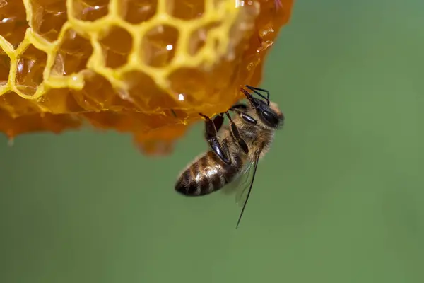 蜂窝上的工蜂 靠近点 蜜蜂在蚜虫中的群居 在农村养蜂 巨无霸在蜂窝里的蜂窝里被射精 蜂蜡细胞里有蜂蜜和花粉 蜂蜜在梳子里 — 图库照片