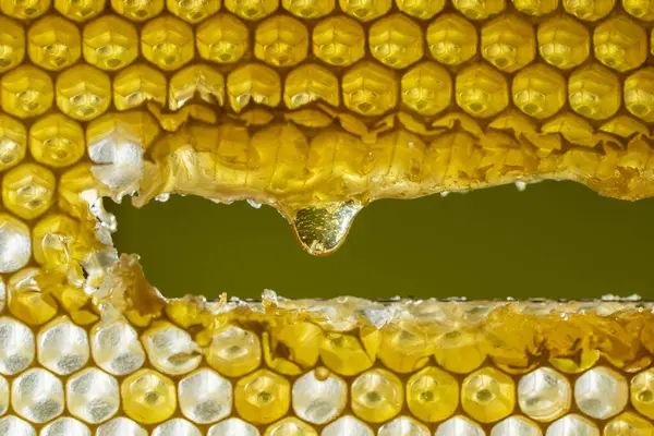 Honung Droppar Från Honung Kam Naturen Bakgrund Närbild Söt Honungsdroppe — Stockfoto