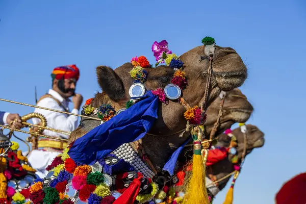 インドのジャイサルマー 2017年2月2017日 インドのジャイサルマー ラジャスタン インドのジャイサルマーの砂漠フェスティバルの一環として 伝統的なラジャスタニーのドレスを着たインド人男性とラクダがミスター砂漠のコンテストに参加します クローズアップ — ストック写真