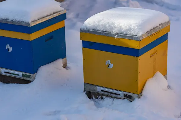 Πολύχρωμες Κίτρινες Και Μπλε Κυψέλες Καλυμμένες Χιόνι Κοντά Κυψέλη Στο — Φωτογραφία Αρχείου