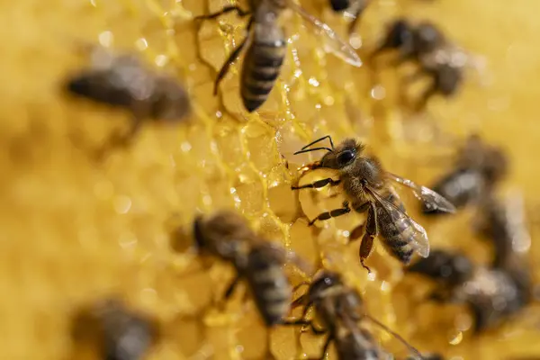 蜂窝上的工蜂蜜蜂在蚜虫中的群居 在农村养蜂 蜂窝里放着巨无霸 蜂窝里放着蜂蜡蜂蜜 蜂蜜在梳子里 — 图库照片