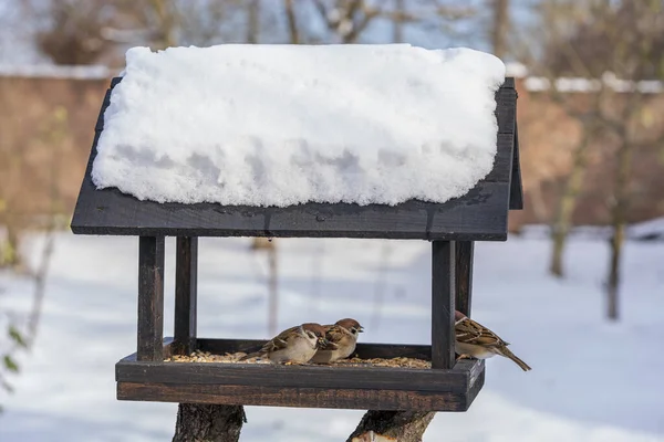 冬园里的木鸟以房屋的形式觅食 用种子喂鸟时的行为 喂食器里有麻雀 喂鸟的鸟 — 图库照片