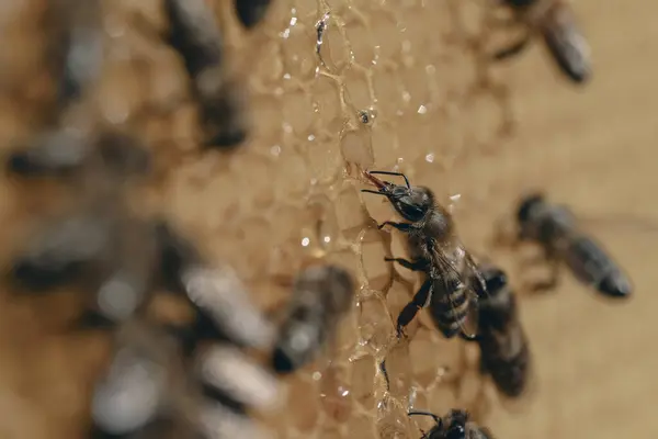 Рабочие Пчелы Сотах Колония Пчел Пасеке Пчеловодство Деревне Макро Выстрел — стоковое фото