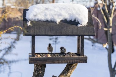 Kışın bahçesinde bir ev şeklinde ahşap kuş yemi. Tohumlarla beslenen kuşların davranışları. Besleyicide serçeler var. Kuşlar yemlikte.