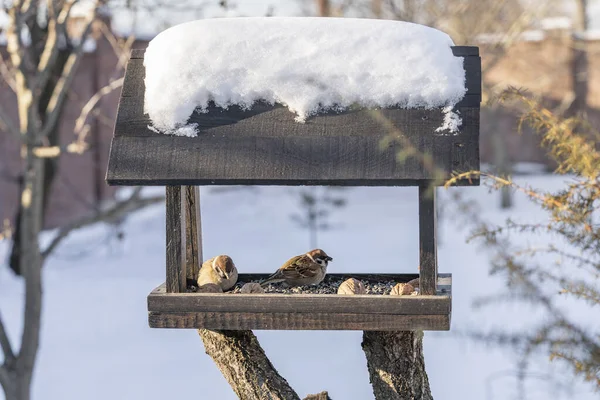 Podavač Dřevěných Ptáků Podobě Domku Zimní Zahradě Chování Ptáků Při — Stock fotografie