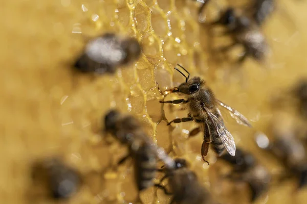 Bal Peteği Üzerinde Çalışan Arılar Arıların Kolonisi Kırsalda Arıcılık Balpeteği — Stok fotoğraf