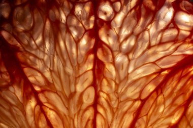 Close up of sliced ripe grapefruit, macro. Red fresh grapefruit surface background or texture. Top view