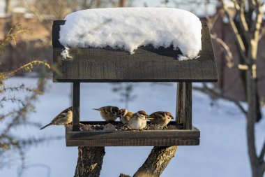Kışın bahçesinde bir ev şeklinde ahşap kuş yemi. Tohumlarla beslenen kuşların davranışları. Besleyicide serçeler var. Kuşlar yemlikte.
