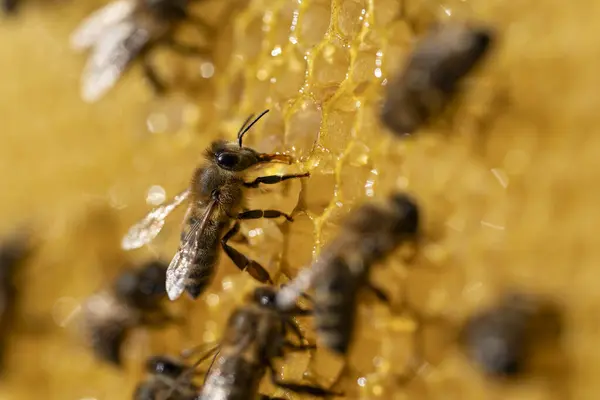 Working Bees Honeycomb Colony Bees Apiary Beekeeping Countryside Macro Shot — Stock Photo, Image