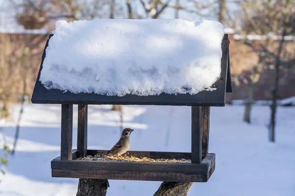 Alimentador Aves Madera Forma Una Casa Jardín Invierno Comportamiento Las —  Fotos de Stock
