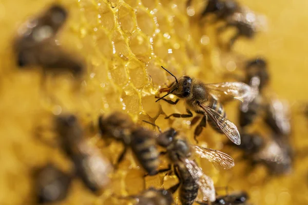 Pracujące Pszczoły Plastrze Miodu Kolonia Pszczół Pasiece Pszczelarstwo Wsi Makro — Zdjęcie stockowe