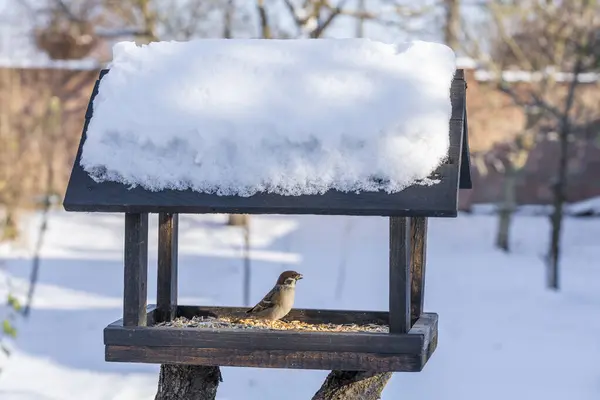 Drewniany Karmnik Dla Ptaków Formie Domu Ogrodzie Zimowym Zachowanie Ptaków — Zdjęcie stockowe