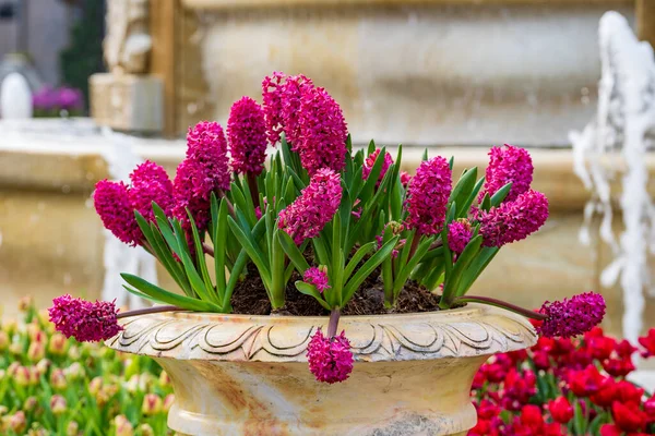 Beautiful Colorful Vietnamese Lilac Flowers Tien Ong Adorn Flower Bed — Stock Photo, Image