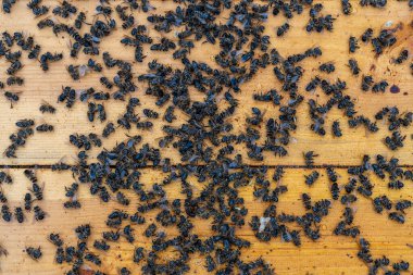 Kovanda bir sürü ölü arı var, yaklaşın. Koloni çöküş bozukluğu. Açlık, böcek ilacına maruz kalma, haşereler ve hastalık