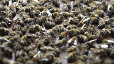 Kovanda bir sürü ölü arı var, yaklaşın. Koloni çöküş bozukluğu. Açlık, böcek ilacına maruz kalma, haşereler ve hastalık