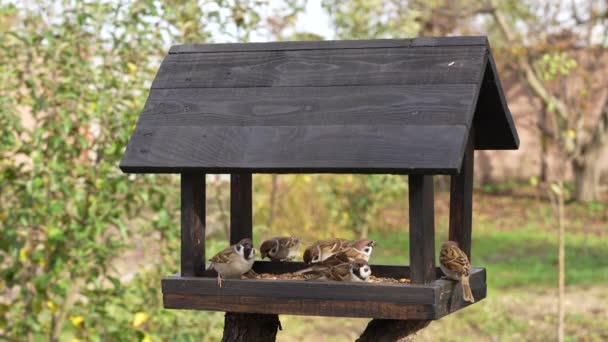 Wooden Bird Feeder Form House Autumn Garden Close Behavior Birds — Stockvideo