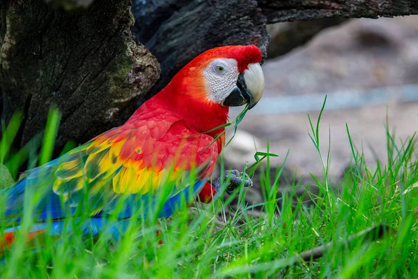 Nahaufnahme Gesicht Des Roten Aras Papageienvogel Wildvogel Der Natur — Stockfoto