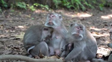 Ubud, Bali, Endonezya 'daki kutsal maymun ormanlarında vahşi maymun ailesi. Maymun orman parkı seyahat yerleri ve Asya 'da maymunların vahşi yaşam ortamında yaşadığı turistik yerler.