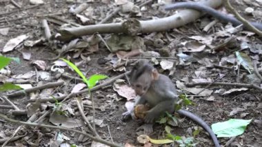 Ubud, Bali, Endonezya 'daki kutsal maymun ormanlarında vahşi maymun ailesi. Maymun orman parkı seyahat yerleri ve Asya 'da maymunların vahşi yaşam ortamında yaşadığı turistik yerler.
