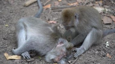 Ubud, Bali, Endonezya 'daki kutsal maymun ormanlarında vahşi maymun ailesi. Maymun orman parkı seyahat yerleri ve Asya 'da maymunların vahşi yaşam ortamında yaşadığı turistik yerler.