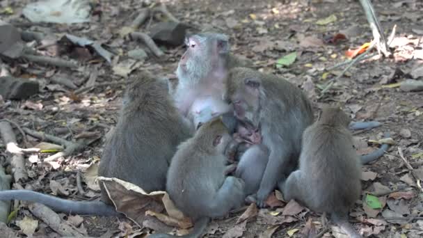 Familia Monos Salvajes Bosque Sagrado Monos Ubud Isla Bali Indonesia — Vídeo de stock