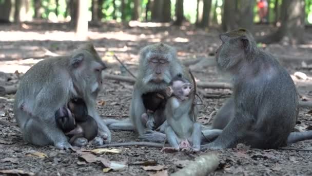 Família Macacos Selvagens Floresta Macacos Sagrados Ubud Ilha Bali Indonésia — Vídeo de Stock