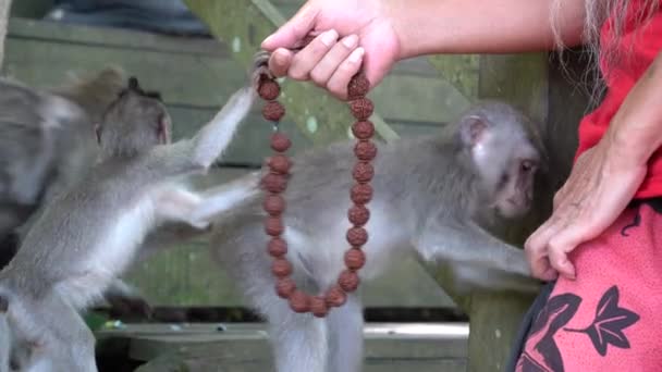 野生のサルは インドネシアのバリ島のウブドの神聖な猿の森で人間の手にあるロザリオで再生されます サルは野生動物環境に生息するアジアのランドマークを旅する猿の森公園 — ストック動画