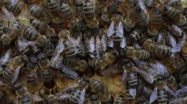 Arı kovanında bal peteği üstünde koloni arıları. Kırsalda arıcılık. Bal peteği üzerinde çalışan bir sürü arı, yakın plan, makro. Bal peteğindeki bir kovan içinde detaylı çekim, bal ve polenle balmumu hücreleri. Taraklarda bal
