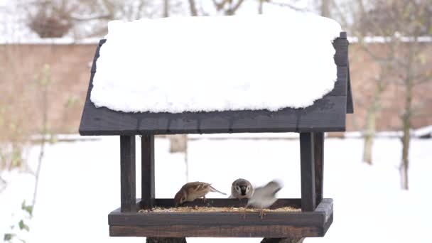 Wooden Bird Feeder Form House Winter Garden Close Behavior Birds — Stockvideo