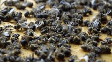Kovanda bir sürü ölü arı var, yaklaşın. Koloni çöküş bozukluğu. Açlık, böcek ilacına maruz kalma, haşereler ve hastalık