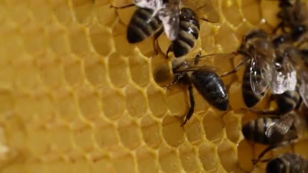 Μέλισσα Που Δουλεύει Στην Κηρήθρα Κοντά Αποικία Μελισσών Στο Μελισσοκομείο — Αρχείο Βίντεο